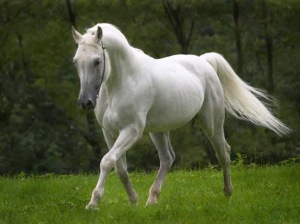 White-Horse-Wallpaper22014